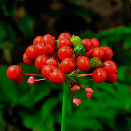 Ginseng