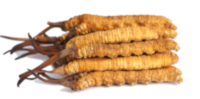 Cordyceps