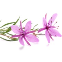Epilobium