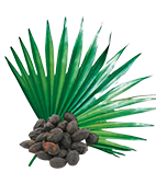 Serenoa Repens